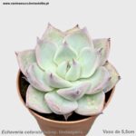 Echeveria colorata subsp. lindsayana