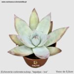Echeveria colorata subsp. 'tapalpa - ice'