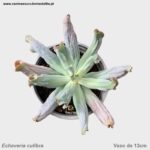 Echeveria culibra