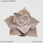 Echeveria rudolphi