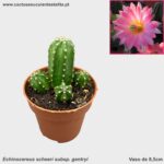 Echinocereus scheeri subsp. gentryi