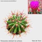 Ferocactus stainesii var. pilosus