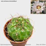 Gymnocalycium denudatum var. paraguayensis