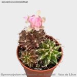 Gymnocalycium mihanovichii var. friedrichii
