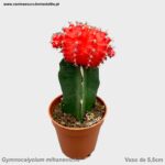 Gymnocalycium mihanovichii vermelho