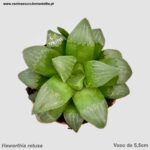 Haworthia retusa