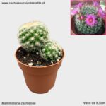 Mammillaria carmenae