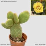 Opuntia microdasys