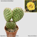 Opuntia microdasys var. rufida