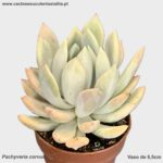Pachyveria 'corvus'