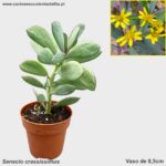 Senecio crassissimus