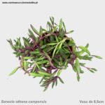 Senecio othona campensis