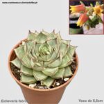 Echeveria fabiola