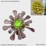 Aeonium arboreum var. atropurpureum