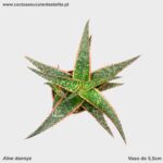 Aloe dannyz