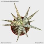 Aloe somaliensis
