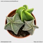 Astrophytum mix