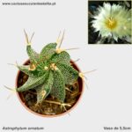 Astrophytum ornatum