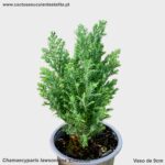 Chamaecyparis lawsoniana 'Ellwoodii'