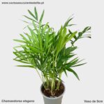 Chamaedorea elegans