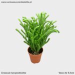 Crassula lycopodioides