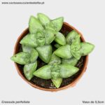 Crassula perfoliata