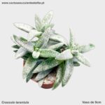 Crassula tarantula