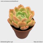 Echeveria gilva 'red'