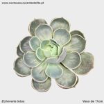 Echeveria lotus