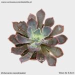 Echeveria neonbreaker
