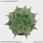 Echeveria purpusorum 'white form'