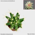 Escobaria missouriensis