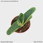 Gasteria 'Litlle Warty'
