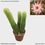 Hildewintera aureispina