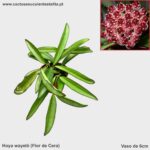 Hoya wayetii