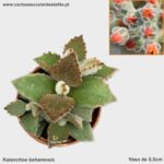 Kalanchoe beharensis