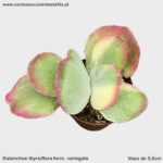 Kalanchoe thyrsiflora form. variegata
