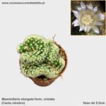 Mammillaria elongata form. cristata