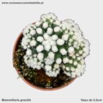 Mammillaria gracilis
