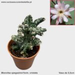 Monvilea spegazinni form. cristata
