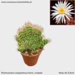 Peniocereus serpentinus form. cristata