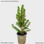 Picea glauca 'conica'