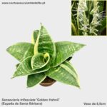 Sansevieria trifasciata 'Golden Hahnii'