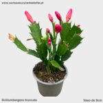 Schlumbergera truncatus 'Flor Magenta'