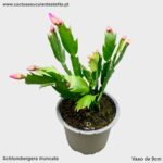 Schlumbergera truncatus 'Flor Rosa'