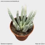 Senecio scaposus
