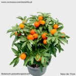 Solanum pseudocapsicum