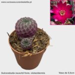 Sulcorebutia rauschii form. violacidermis