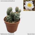 Tephrocactus strobiliformis