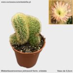 Weberbauerocereus johnsonii form. cristata
